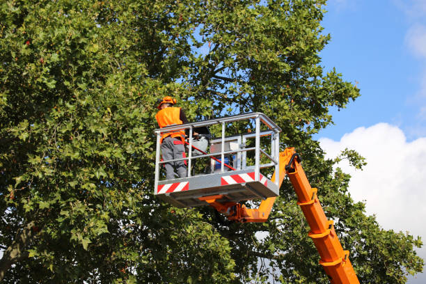 Best Commercial Tree Services  in Plain City, UT