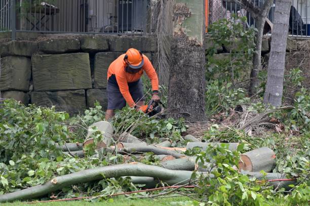 Best Tree and Shrub Care  in Plain City, UT