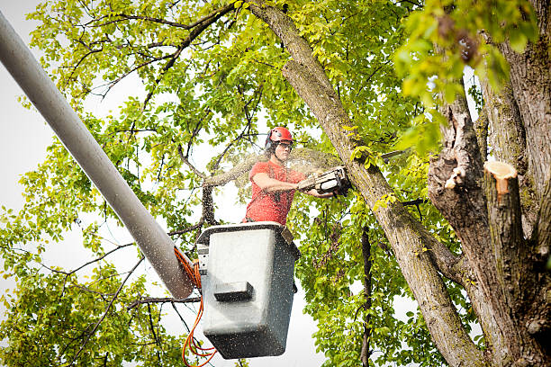 Best Tree Risk Assessment  in Plain City, UT