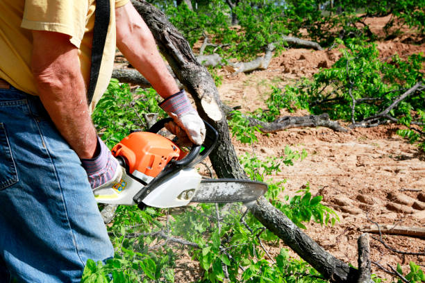 Best Tree Disease Treatment  in Plain City, UT